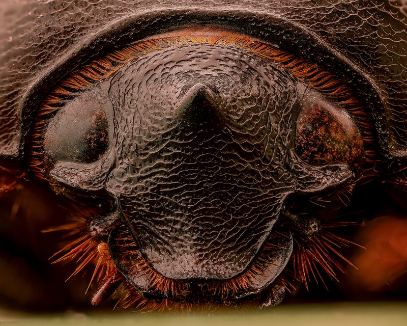 Alien armor macro photograph by Bo Nexoe