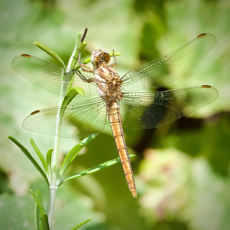 Dragonfly perched macro photograph by Bo Nexoe
