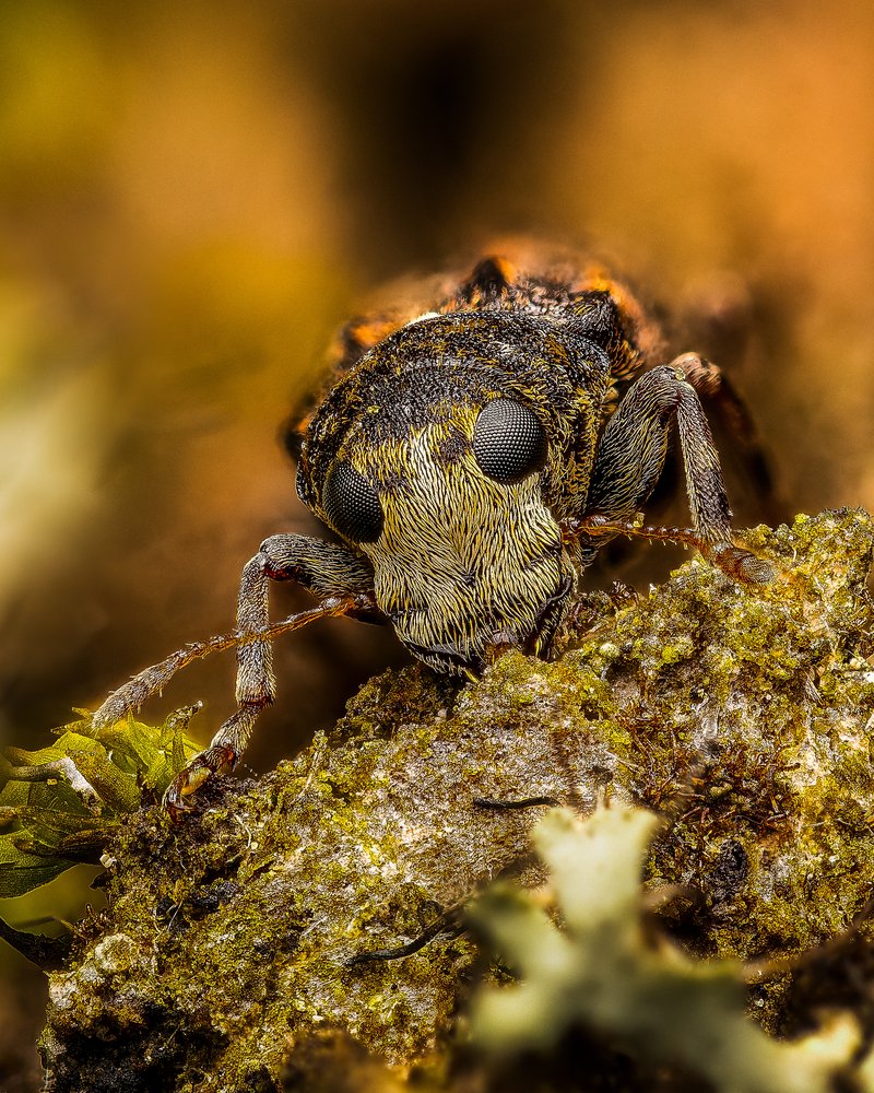 Easter weevil macro photograph by Bo Nexoe
