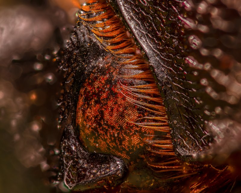 Eye of a digger macro photograph by Bo Nexoe