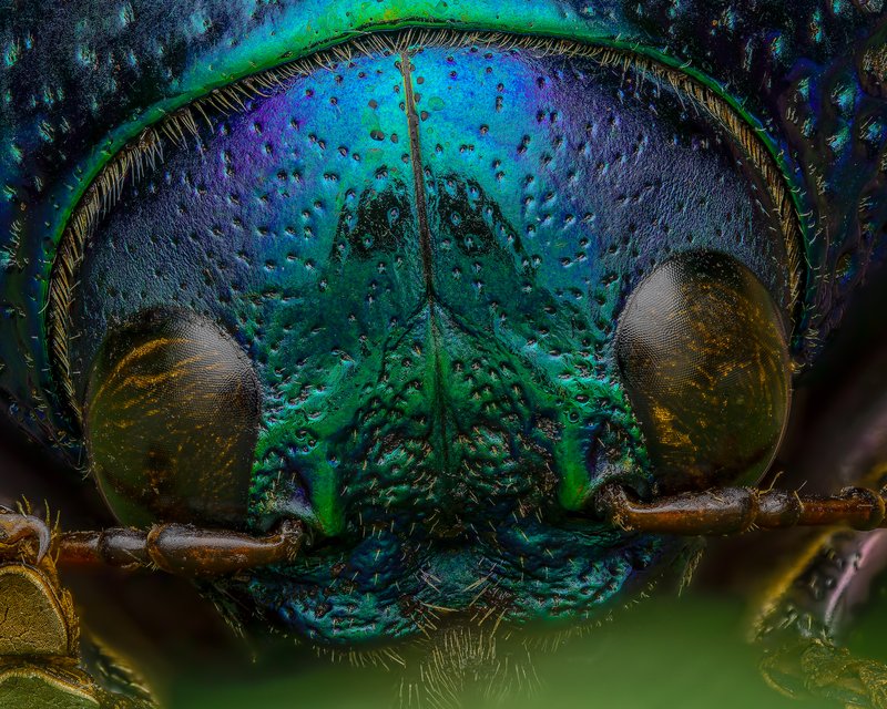 Jewel beetle macro photograph by Bo Nexoe