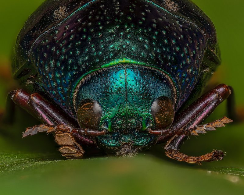 Jewel beetle macro photograph by Bo Nexoe