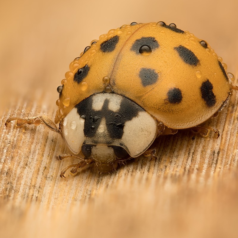 Ladybird macro photograph by Bo Nexoe