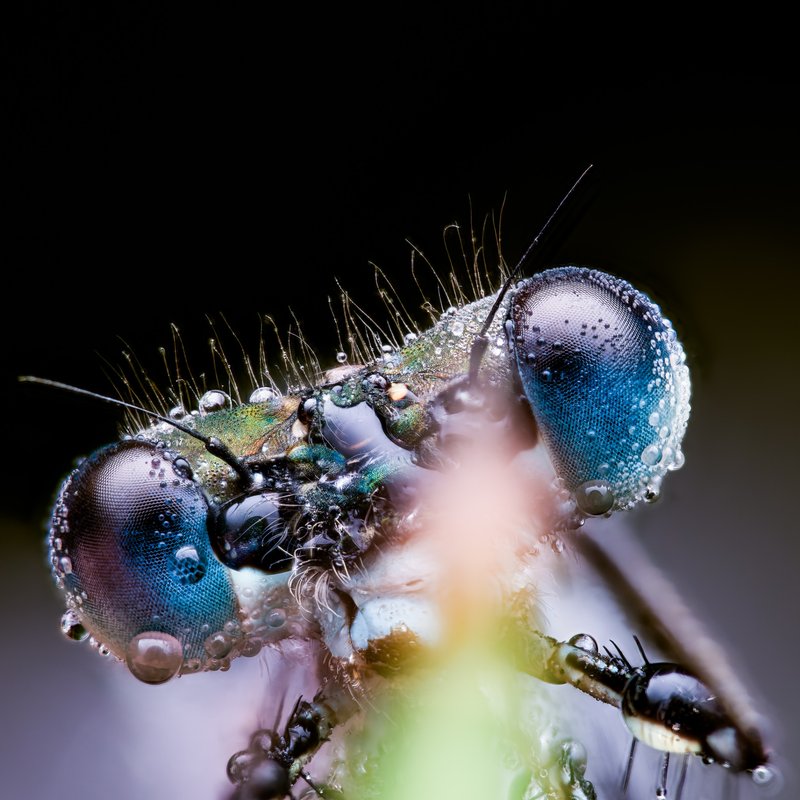 Damselfly macro photograph by Bo Nexoe