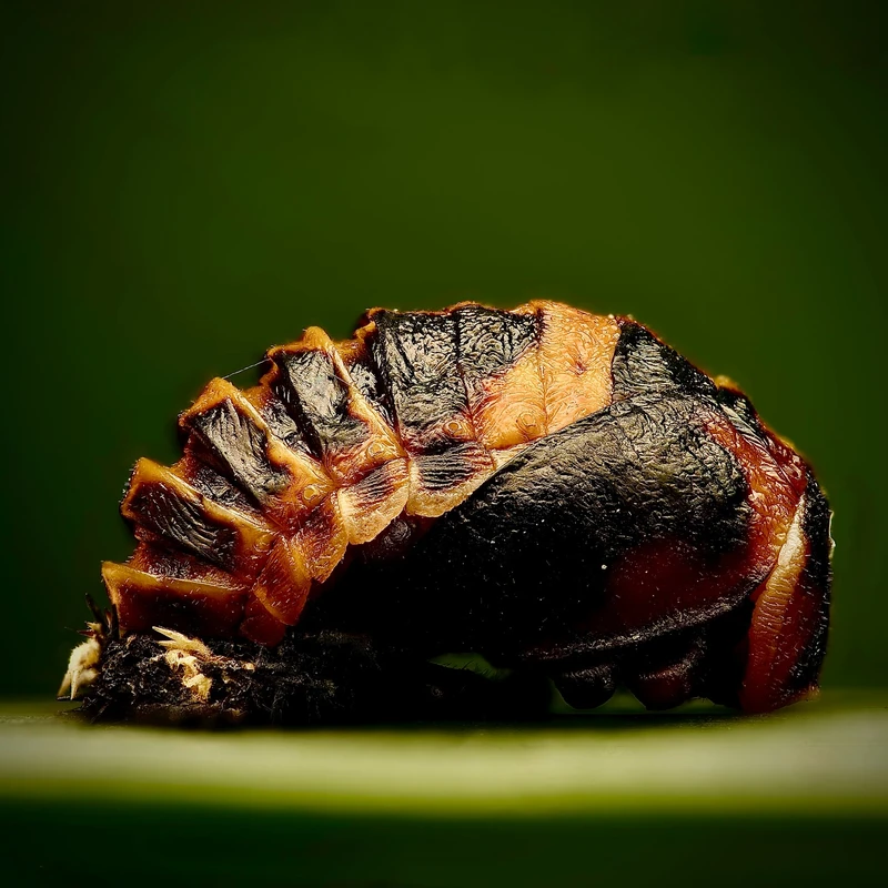 Ladybug pupa macro photograph by Bo Nexoe