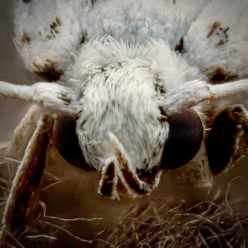 Moth macro photograph by Bo Nexoe