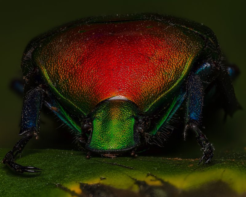 Rainbow beetle macro photograph by Bo Nexoe