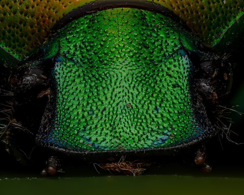 Rainbow beetle macro photograph by Bo Nexoe