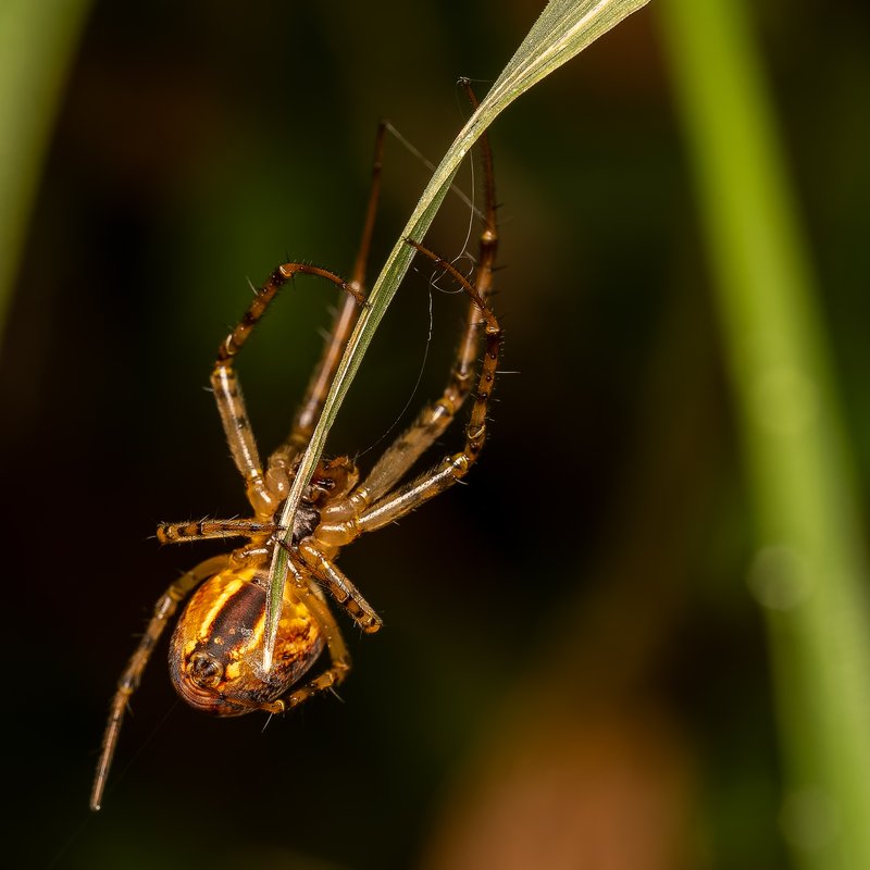 Spider architect macro photograph by Bo Nexoe