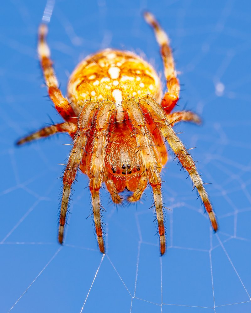 Spider against blue sky macro photograph by Bo Nexoe