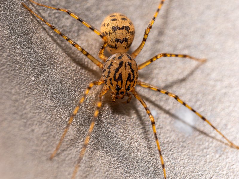 Spitting spider macro photograph by Bo Nexoe