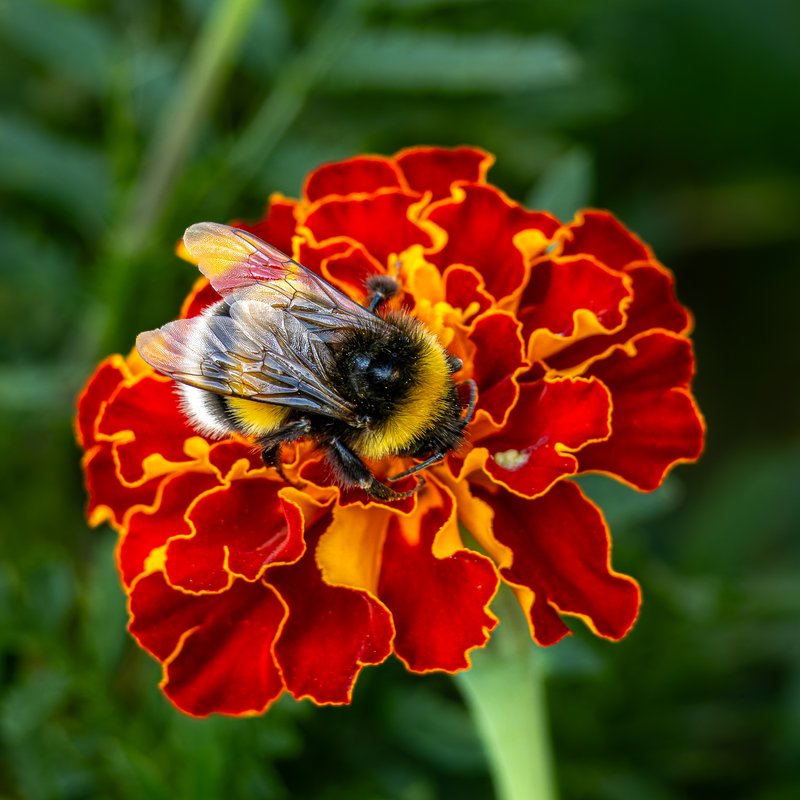 Summer memory macro photograph by Bo Nexoe